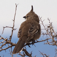 Chirruping Wedgebill